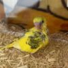 セキセイインコのヒナを飼う際に必要な物や費用とは？飼育環境やエサについて解説！