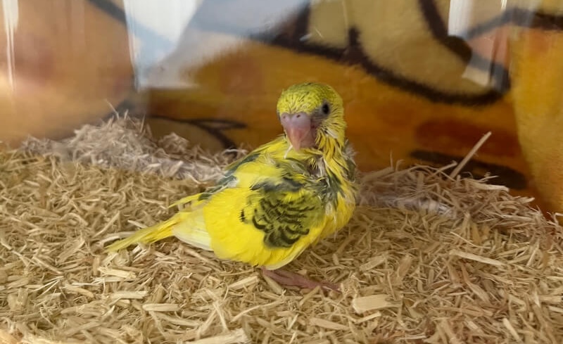 セキセイインコのヒナを飼う際に必要な物や費用とは？飼育環境やエサについて解説！